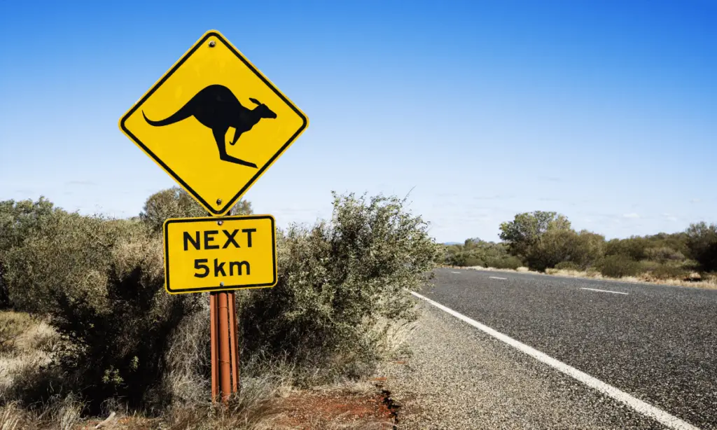 kangaroo car accident rural area