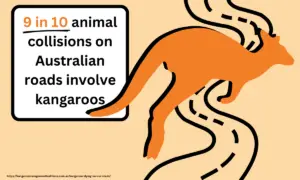 kangaroo car accident statistics in Australia