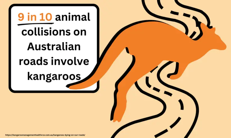 kangaroo car accident statistics in Australia
