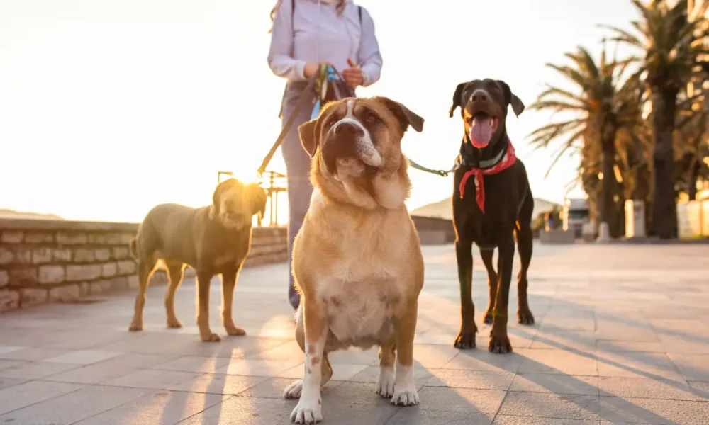 dog involved in dog attack