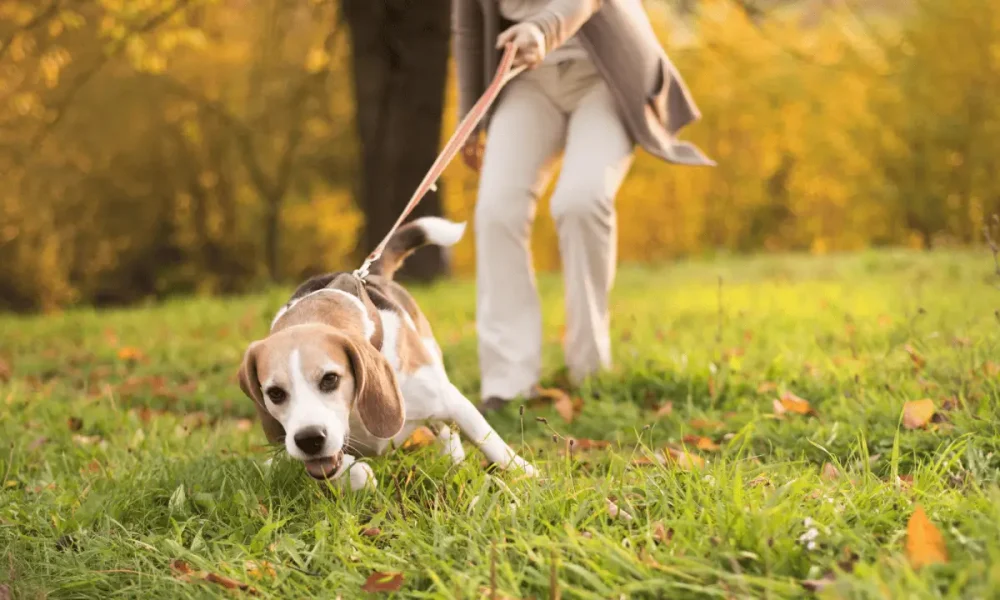 Untitled design 2025 03 20T165544.733